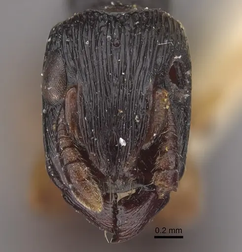 Cylindromyrmex brasiliensis specimen CASENT0917744 image casent0917744_3