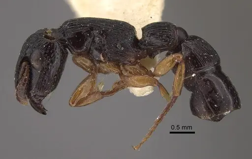 Cylindromyrmex brasiliensis specimen CASENT0917744 image casent0917744_4