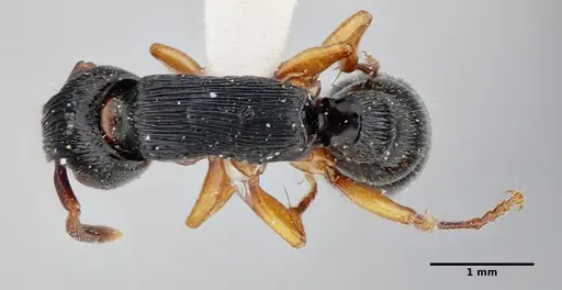 Cylindromyrmex brasiliensis specimen UFV-LABECOL-004349 image ufv-labecol-004349_1