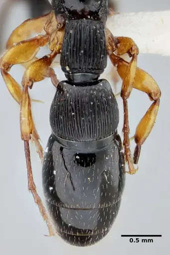 Cylindromyrmex brasiliensis specimen UFV-LABECOL-004349 image ufv-labecol-004349_2