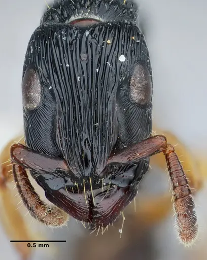Cylindromyrmex brasiliensis specimen UFV-LABECOL-004349 image ufv-labecol-004349_3