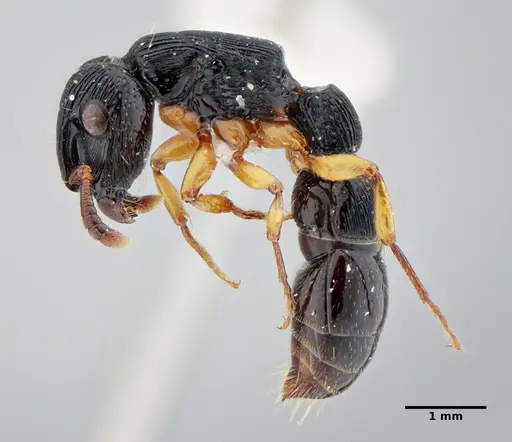 Cylindromyrmex brasiliensis specimen UFV-LABECOL-004349 image ufv-labecol-004349_4