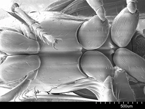 Cylindromyrmex brevitarsus specimen ANTWEB1008515 image antweb1008515_1