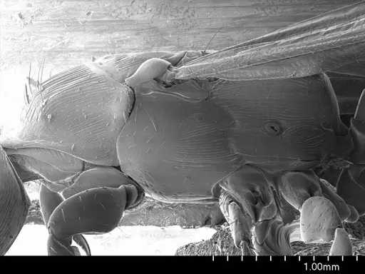 Cylindromyrmex brevitarsus specimen ANTWEB1008515 image antweb1008515_3