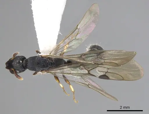 Cylindromyrmex brevitarsus specimen CASENT0249338 image casent0249338_1