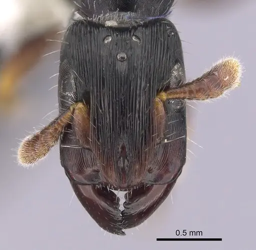 Cylindromyrmex brevitarsus specimen CASENT0249338 image casent0249338_2