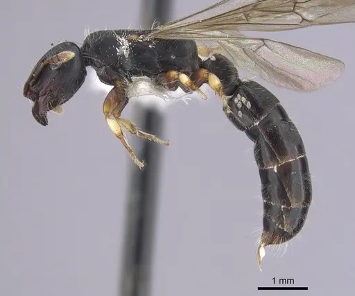 Cylindromyrmex brevitarsus specimen CASENT0249338 image casent0249338_3