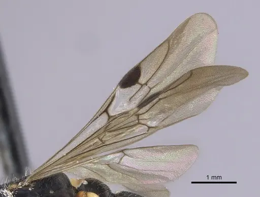 Cylindromyrmex brevitarsus specimen CASENT0249338 image casent0249338_4