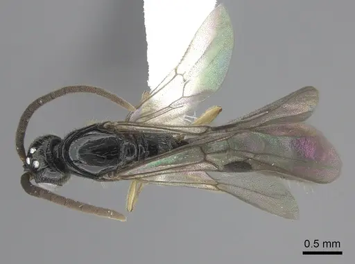 Cylindromyrmex brevitarsus specimen CASENT0608792 image casent0608792_1