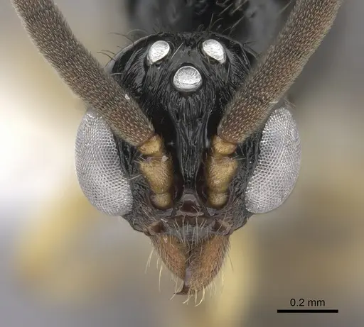 Cylindromyrmex brevitarsus specimen CASENT0608792 image casent0608792_2