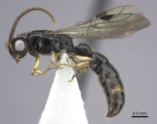 Cylindromyrmex brevitarsus specimen CASENT0608792 image casent0608792_3