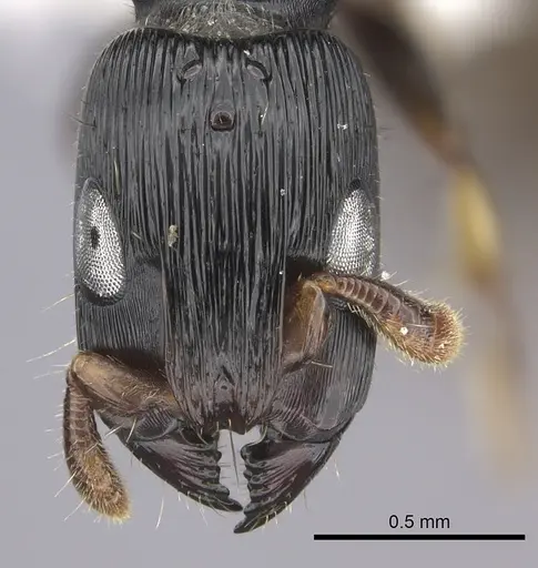 Cylindromyrmex brevitarsus specimen CASENT0610653 image casent0610653_2