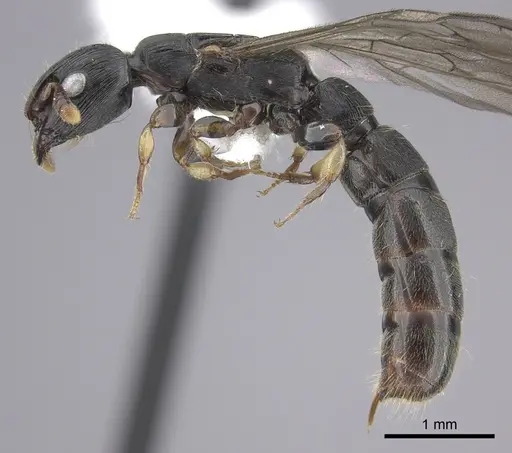 Cylindromyrmex brevitarsus specimen CASENT0610653 image casent0610653_3