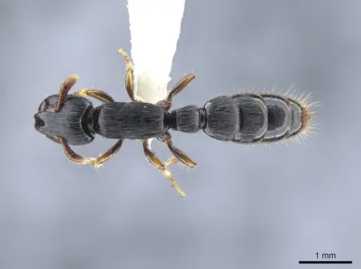 Cylindromyrmex brevitarsus specimen CASENT0637114 image casent0637114_1