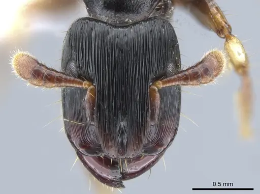 Cylindromyrmex brevitarsus specimen CASENT0637114 image casent0637114_2