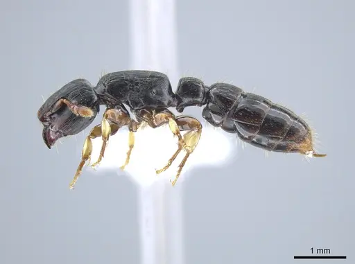 Cylindromyrmex brevitarsus specimen CASENT0637114 image casent0637114_3