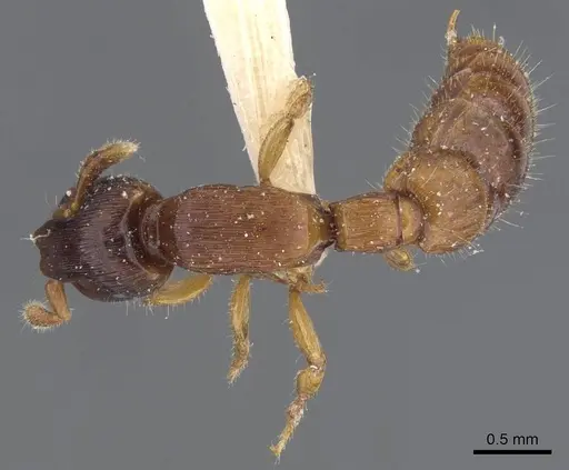 Cylindromyrmex brevitarsus specimen CASENT0911273 image casent0911273_1