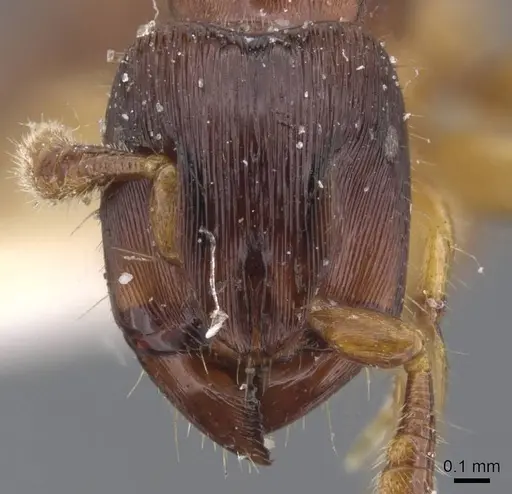 Cylindromyrmex brevitarsus specimen CASENT0911273 image casent0911273_2