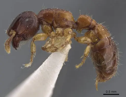 Cylindromyrmex brevitarsus specimen CASENT0911273 image casent0911273_3