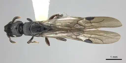 Cylindromyrmex brevitarsus specimen INBIOCRI002066937 image inbiocri002066937_1