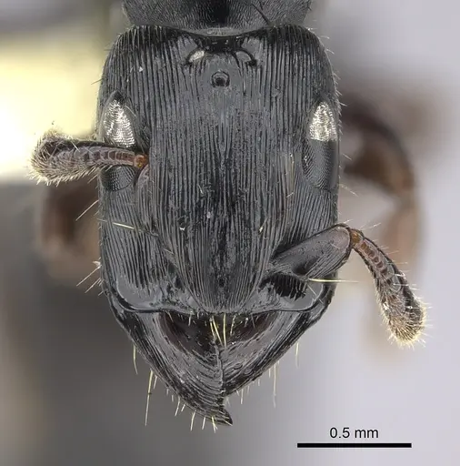 Cylindromyrmex brevitarsus specimen INBIOCRI002066937 image inbiocri002066937_2