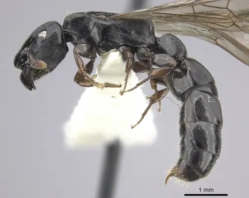 Cylindromyrmex brevitarsus specimen INBIOCRI002066937 image inbiocri002066937_3