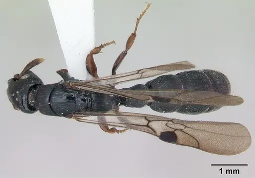 Cylindromyrmex darlingtoni specimen CASENT0173072 image casent0173072_1