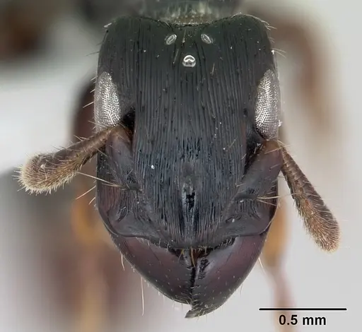 Cylindromyrmex darlingtoni specimen CASENT0173072 image casent0173072_2