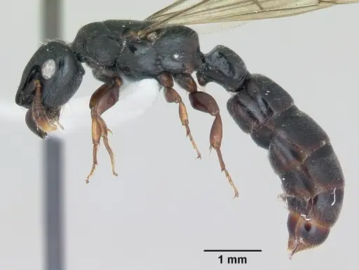 Cylindromyrmex darlingtoni specimen CASENT0173072 image casent0173072_3