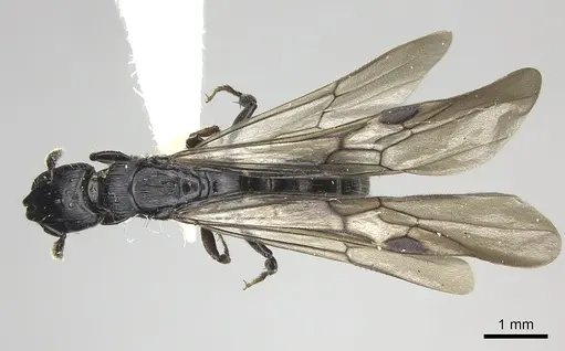Cylindromyrmex escobari specimen CASENT0249589 image casent0249589_1
