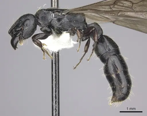 Cylindromyrmex escobari specimen CASENT0249589 image casent0249589_2