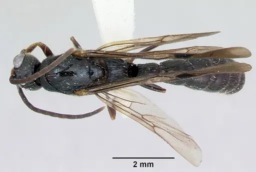 Cylindromyrmex godmani specimen CASENT0173073 image casent0173073_1