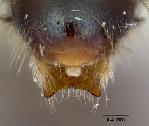 Cylindromyrmex godmani specimen CASENT0173073 image casent0173073_2