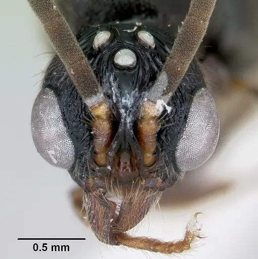 Cylindromyrmex godmani specimen CASENT0173073 image casent0173073_3