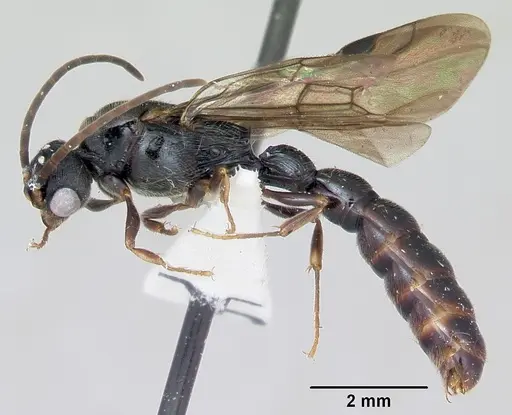 Cylindromyrmex godmani specimen CASENT0173073 image casent0173073_4