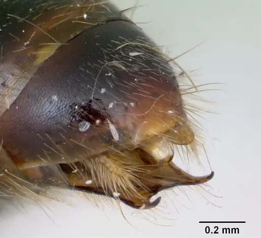 Cylindromyrmex godmani specimen CASENT0173073 image casent0173073_5