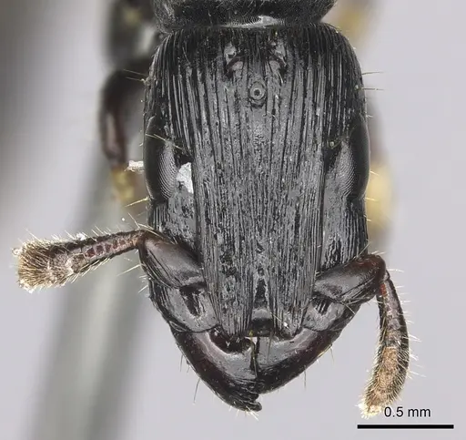 Cylindromyrmex godmani specimen CASENT0249590 image casent0249590_2