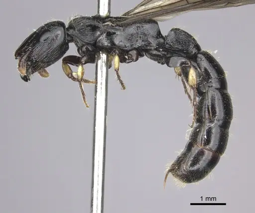 Cylindromyrmex godmani specimen CASENT0249590 image casent0249590_3