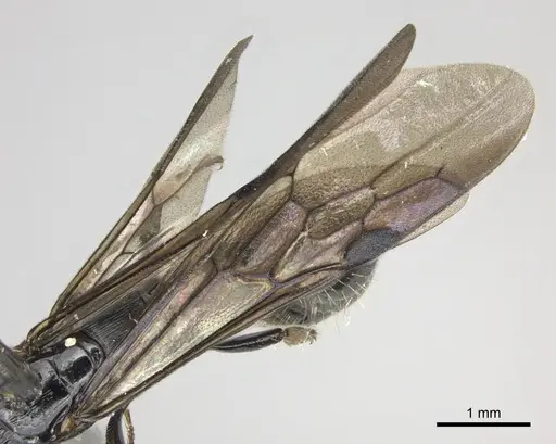 Cylindromyrmex godmani specimen CASENT0249590 image casent0249590_4
