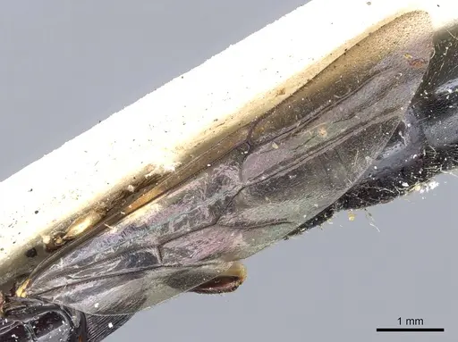 Cylindromyrmex godmani specimen CASENT0903675 image casent0903675_4