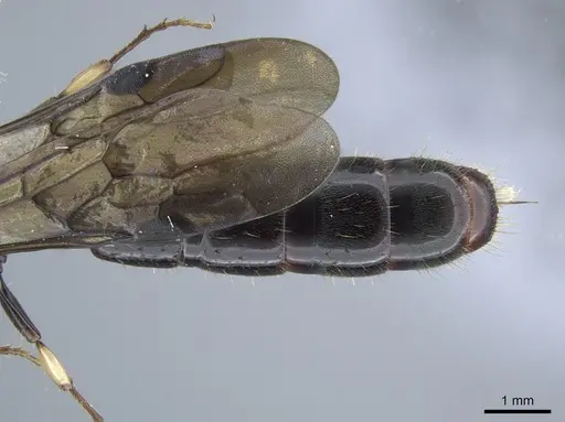 Cylindromyrmex godmani specimen INB0003028533 image inb0003028533_2