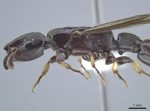 Cylindromyrmex godmani specimen INB0003028533 image inb0003028533_4