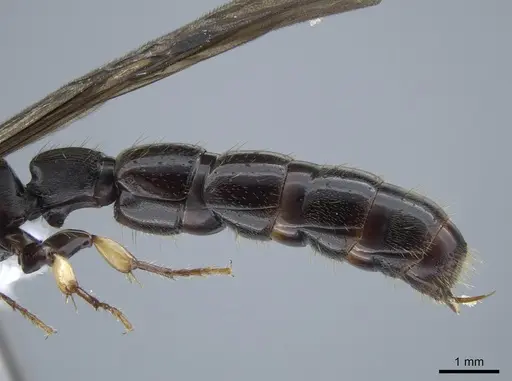 Cylindromyrmex godmani specimen INB0003028533 image inb0003028533_5