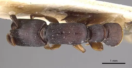 Cylindromyrmex longiceps specimen CASENT0915330 image casent0915330_1
