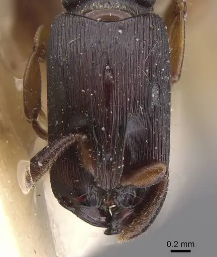 Cylindromyrmex longiceps specimen CASENT0915330 image casent0915330_3