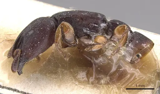 Cylindromyrmex longiceps specimen CASENT0915330 image casent0915330_4