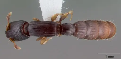 Cylindromyrmex meinerti specimen CASENT0010788 image casent0010788_1