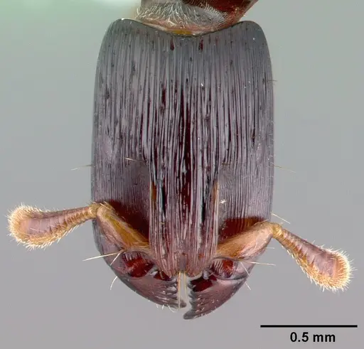 Cylindromyrmex meinerti specimen CASENT0010788 image casent0010788_2