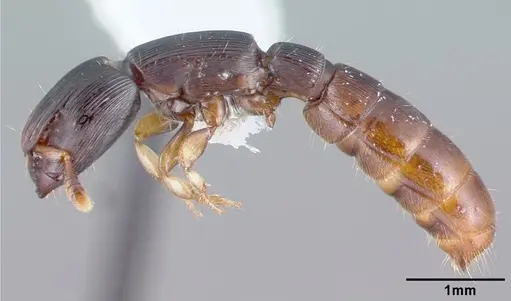 Cylindromyrmex meinerti specimen CASENT0010788 image casent0010788_3