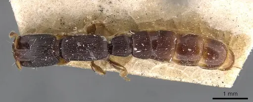 Cylindromyrmex meinerti specimen CASENT0907072 image casent0907072_1